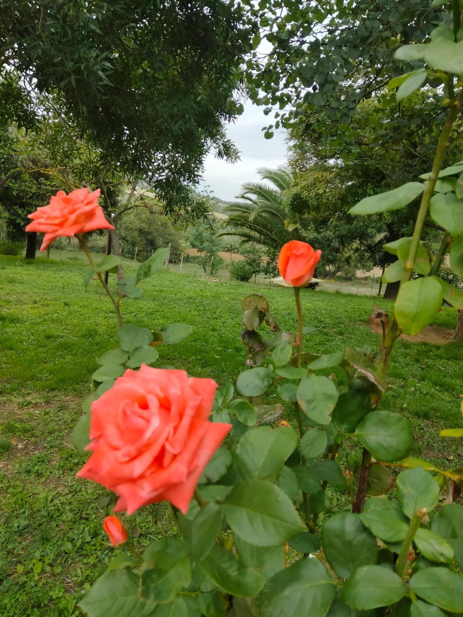 Agriturismo Da Remo Magliano in Toscana Εξωτερικό φωτογραφία