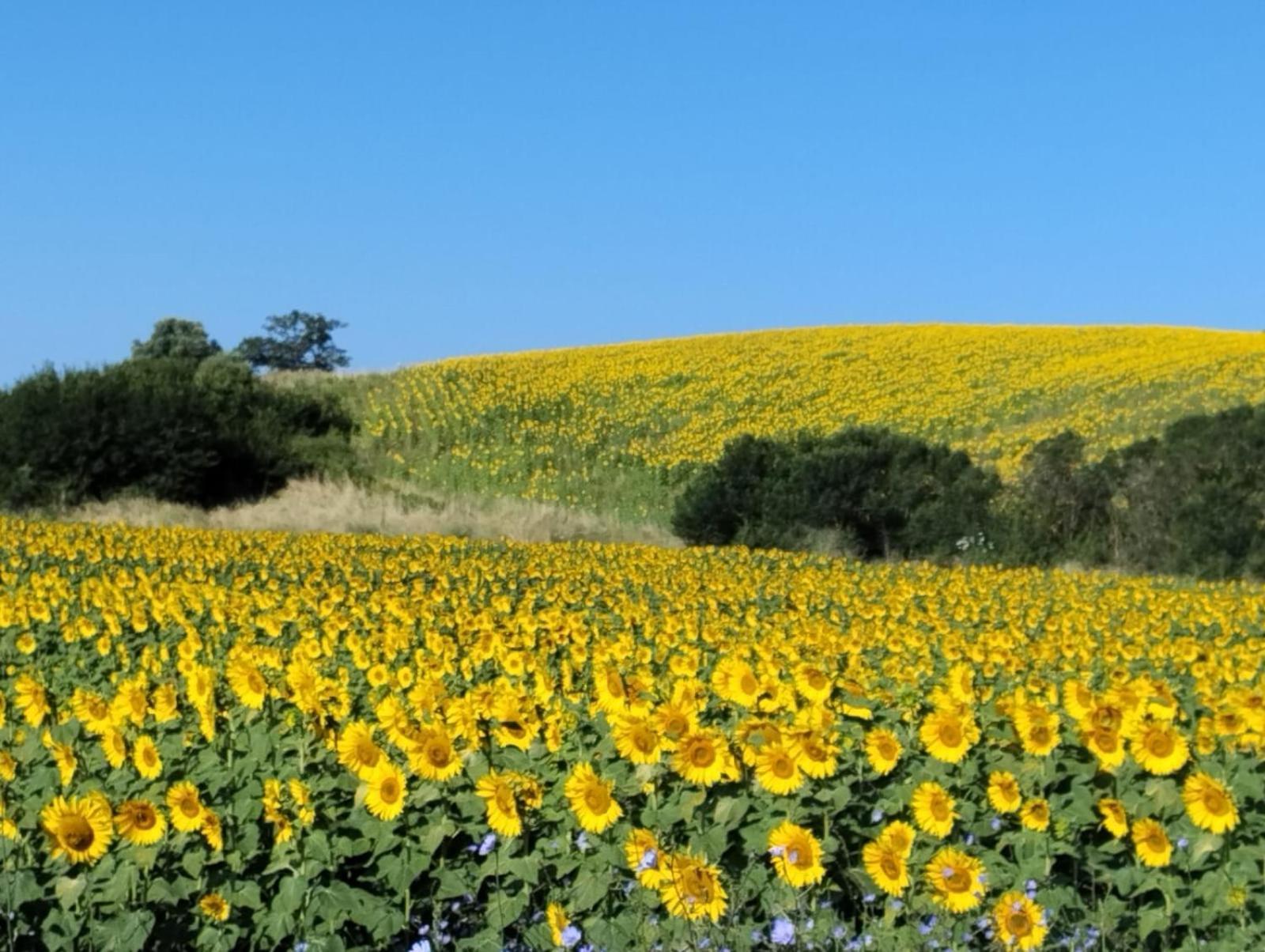 Agriturismo Da Remo Magliano in Toscana Εξωτερικό φωτογραφία